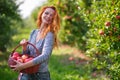 Redhead woman picking ripe organic apples in wooden basket in orchard or on farm on a fall day Royalty Free Stock Photo