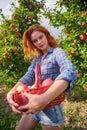 Redhead woman picking ripe organic apples in wooden basket in orchard or on farm on a fall day Royalty Free Stock Photo