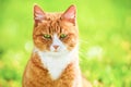 Redheaded cat on green grass