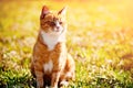 Redheaded cat on green grass