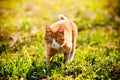 Redheaded cat on green grass