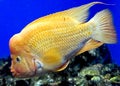 Redheaded Cichlid 1 Royalty Free Stock Photo