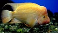 Redheaded Cichlid 2 Royalty Free Stock Photo