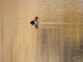 A redheaded duck swims on a golden lake