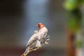 Redheaded finch and his mate.