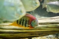 Redheaded Severum Royalty Free Stock Photo