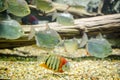 Redheaded Severum Royalty Free Stock Photo