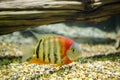 Redheaded Severum Royalty Free Stock Photo