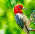 Redheaded woodpecker