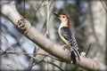 Redheaded woodpecker