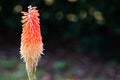 Redhot poker, or Kniphofia flower in orange color in a spring season at a botanical garden isolated on dark background. Royalty Free Stock Photo