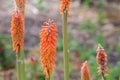 Redhot poker, or Kniphofia flower in orange color in a spring season at a botanical garden. Royalty Free Stock Photo