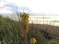 Redhot Poker Kniphofia Plant Blossoming in Waimea on Kauai Island in Hawaii. Royalty Free Stock Photo