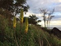 Redhot Poker Kniphofia Plant Blossoming in Waimea on Kauai Island in Hawaii. Royalty Free Stock Photo