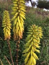 Redhot Poker Kniphofia Plant Blossoming in Waimea on Kauai Island in Hawaii. Royalty Free Stock Photo