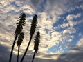 Redhot Poker Kniphofia Plant Blossoming in Waimea on Kauai Island in Hawaii.