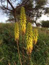 Redhot Poker Kniphofia Plant Blossoming in Waimea on Kauai Island in Hawaii. Royalty Free Stock Photo