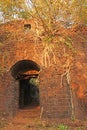 Redi Fort. The roots were grown up with the brick walls of the f Royalty Free Stock Photo