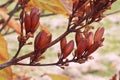 Redish orange lilac open seed pods in fall