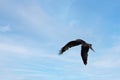 a redkite flying on the blue sky Royalty Free Stock Photo