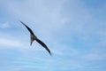 a redkite flying on the blue sky Royalty Free Stock Photo