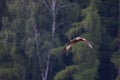 a redkite flying through the trees Royalty Free Stock Photo