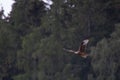 a redkite flying through the trees Royalty Free Stock Photo