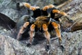 Redknee tarantula Royalty Free Stock Photo
