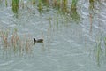 REDKNOBBED COOT ON THE WATER