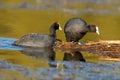 Redknobbed coots