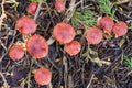 Redlead Roundhead mushrooms on the forest floor