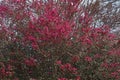 Redleaf chinese fringe tree in blossom. Royalty Free Stock Photo