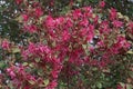 Redleaf chinese fringe tree in blossom. Royalty Free Stock Photo