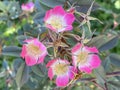 Redleaf Rose / Rosa Glauca / Red-Leaved rose, Rosa ferruginea, Rosa rubrifolia, Shrub Roses, Pink roses or Fragrant roses