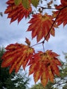 Redleaves Royalty Free Stock Photo