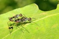 redlegged robber fly insects mating on green leaves