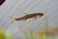 A redline rasbora