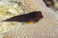 Redlip Blenny perched on a coral head - Bonaire Royalty Free Stock Photo