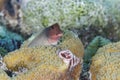 Redlip Blenny peering out from behind a coral head
