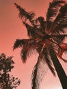 Redly Palm Beach