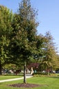 Redmond American Linden  804418 Royalty Free Stock Photo