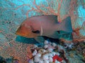 Redmouth grouper Royalty Free Stock Photo