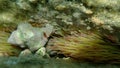 Redmouthed rocksnail (Stramonita haemastoma) and Snakelocks anemone (Anemonia viridis) undersea