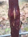 Rednecked Cane Borer on Blackberry Stems - Agrilus ruficollis in Alabama