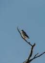 Rednecked Falcon ( Falco chicquera ) Kgalagadi Transfrontier Park, South Africa