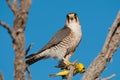 Rednecked falcon with its yellow canary prey Royalty Free Stock Photo