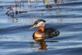 Rednecked Grebe Royalty Free Stock Photo