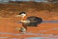 Rednecked Grebe Royalty Free Stock Photo