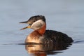 Rednecked Grebe Royalty Free Stock Photo