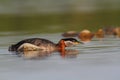 Rednecked Grebe Royalty Free Stock Photo